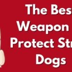 The Best Weapon to Protect Stray Dogs