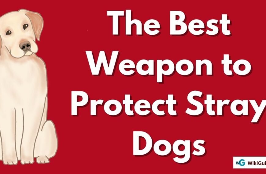 The Best Weapon to Protect Stray…