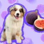 Can Dogs Eat Figs? A Comprehensive Guide for Pet Owners