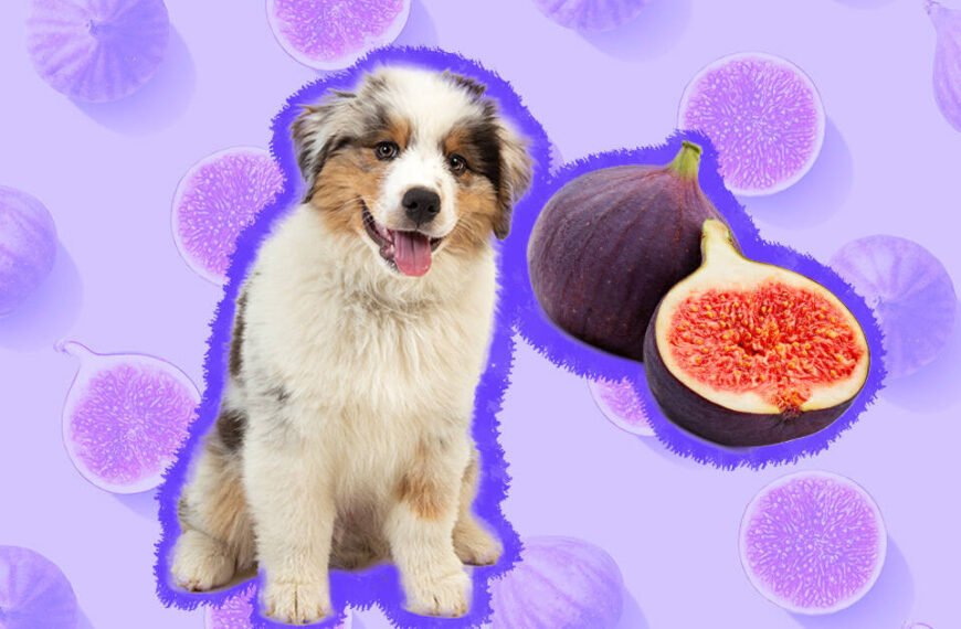 Can Dogs Eat Figs? A Comprehensive Guide for Pet Owners